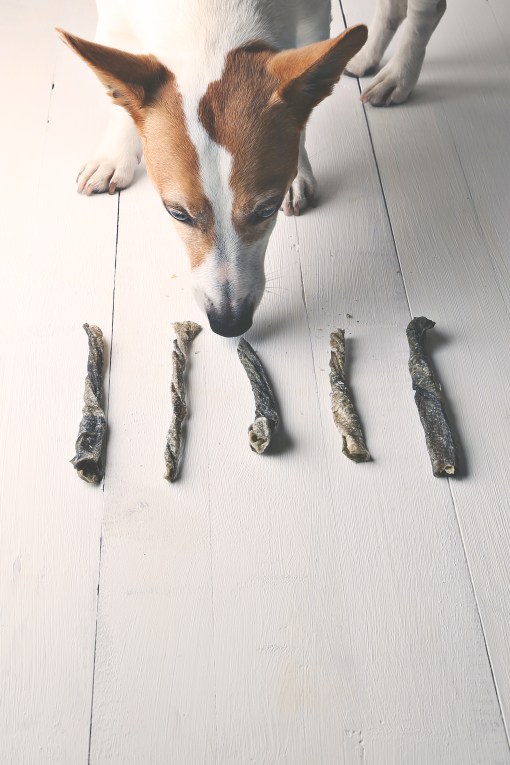 Molly and fish treats